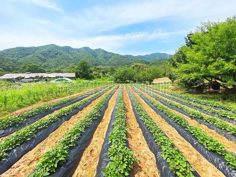 양평군 양서면 청계리 청계산 자락의 공기좋은 토지_22